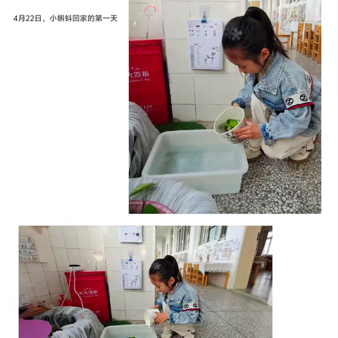 嗨！小蝌蚪——班本课程故事