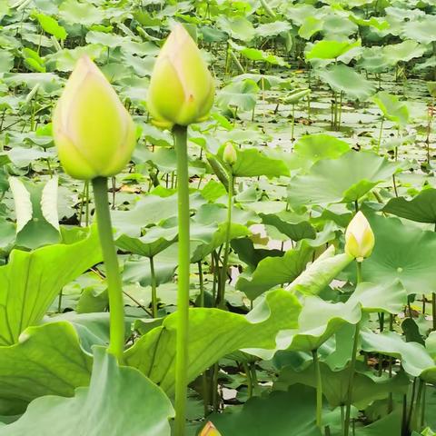 连雨不知春去，一晴方觉夏深