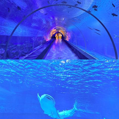 重庆市巴南区南温泉小学校一、二年级2025年秋季社会实践活动——汉海海洋公园研学之旅