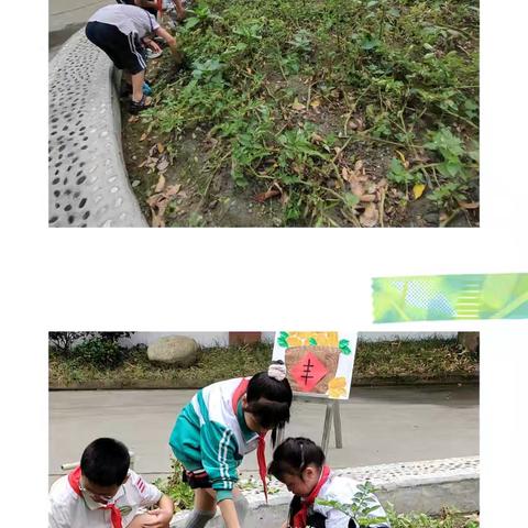 薯你最好《挖土豆》 都江堰市绿地土桥小学劳动实践活动