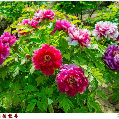 多彩的春天