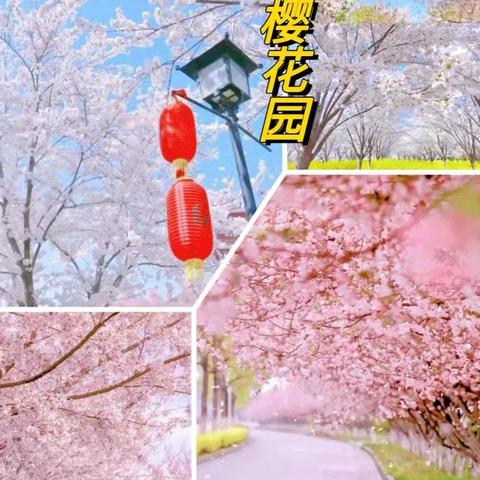 丰乐樱花园【心田教育】研学之旅 | 自然与文化的春日交响曲‌