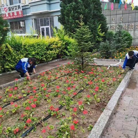 拔草护绿美田地 劳动实践育人才--达拉特旗第九中学八年级九班除草活动