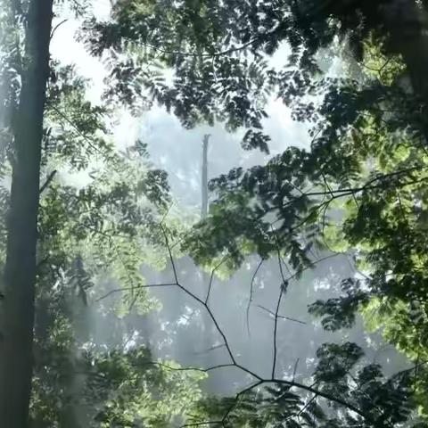 北研大自然幼儿园——芽芽三班线路课程《藏在森林里的精灵🧚》