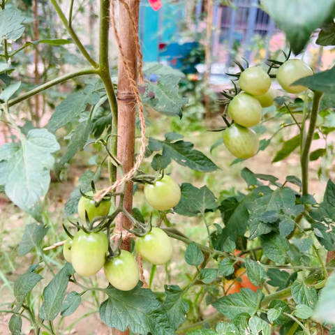 小番茄🍅大乐趣