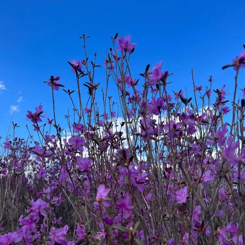 杜鹃花开艳，香气满山间——漠河林业局开展野生兴安杜鹃保护专项行动