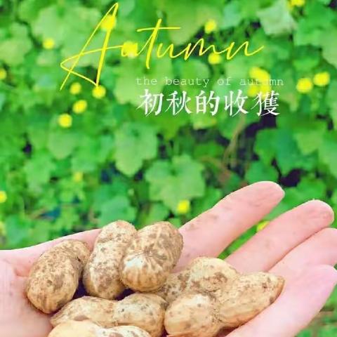 四年级丰收节花生探秘记 | 拔花生、择花生、洗花生……