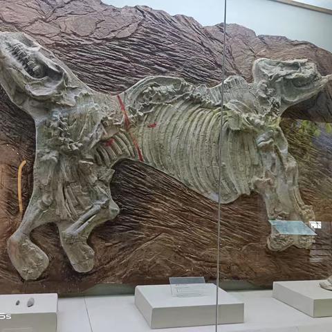 化石博物馆 八路军文化园 游击体验园一日游