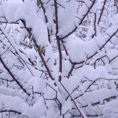 快看！消防栓戴上了小红帽