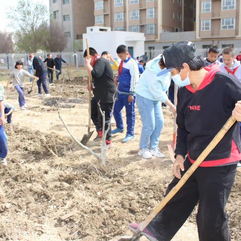 劳动创造美，种菜快乐多——和静县第三小学劳动教育基地种菜篇