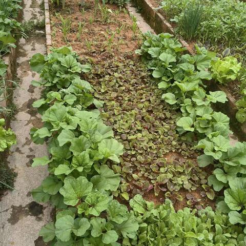 快乐劳动，收获春天——中四班樱桃萝卜收成记