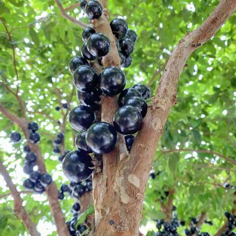 你好，树葡萄 第四实验幼儿园大四班