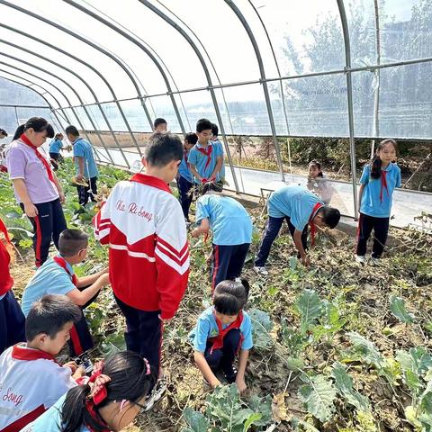 爱在丰收季  劳动励心智—纳日松小学走进菜园生活实践