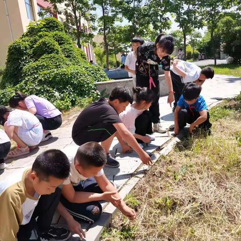 【文明春风·五进】红菱学校“拔草护绿，美化校园”劳动实践活动