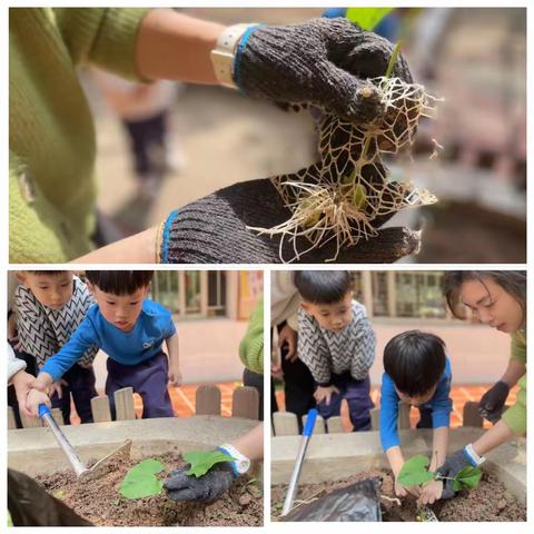 【班本课程】探秘豆之旅