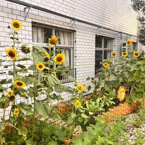 盛夏有你   植梦花开——于都县芦山小学植物种植社团成果展二