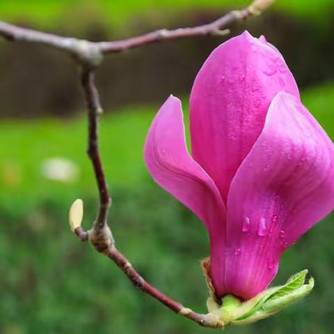 家校共育 玉兰花开
