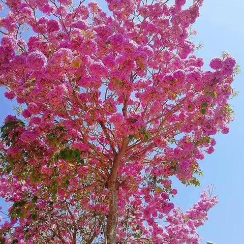 树树风铃迎风摇，朵朵紫花碧云霄。——大五班班树简介