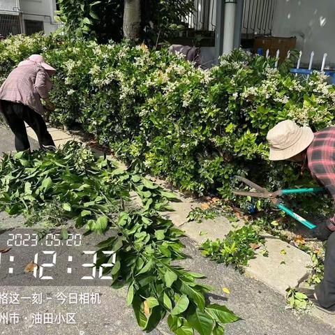 扬州方巷镇黄珏社区：党建引领助整治 人居环境展新颜