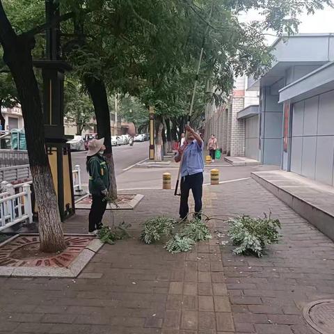 【临潼住建】利用阴雨间歇时间，及时清理断枝杂草