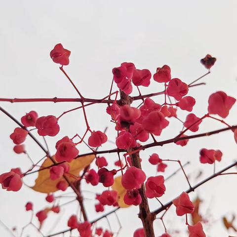 清扫落叶，劳动光荣