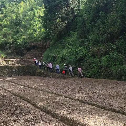 开展耕地“非粮化”整治抛荒农田，助力乡村振兴