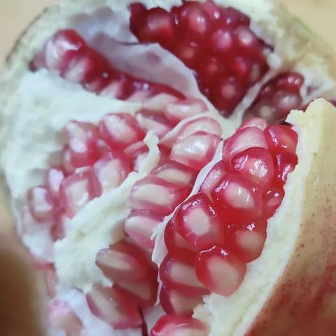 手指点画——石榴