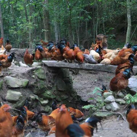 食在君子岌农庄