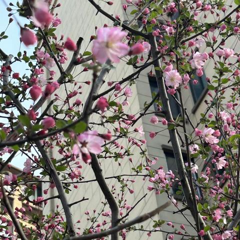 共筑普惠之梦、携手普新篇            ——幼儿园两园普及普惠交流实记