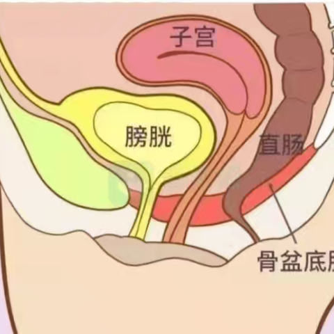 关于盆底你了解多少？