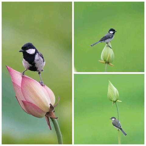 荷花轻舞，鸟儿驻足--建宁:花与鸟共谱自然和谐乐章