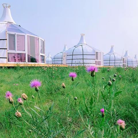 6月去呼伦贝尔-漠河7日旅游，天气如何，草绿了吗？景色怎么样？