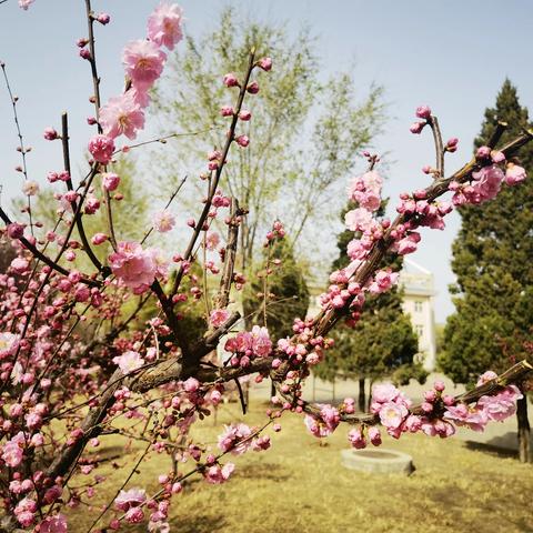 春之嫩芽，我之希望