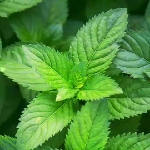 薄荷种植，清凉一夏——机场路小学四年级五班薄荷种植主题研究活动