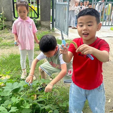 “暑”你快乐   成长无限（第三期）        ——扬大二幼中班暑期留园活动