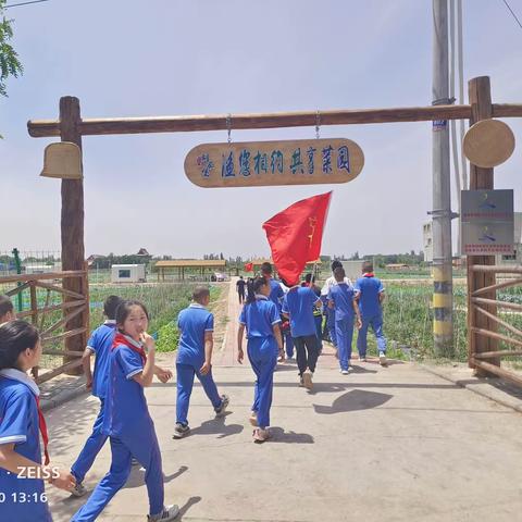 郝家桥第二小学劳动实践基地“开心农场”采摘