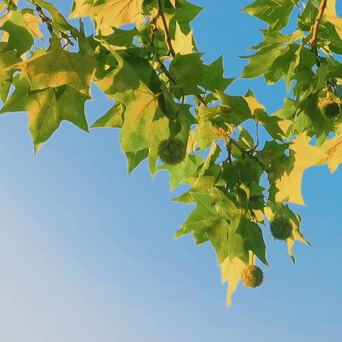 月季蜕变后的绽放之前篇