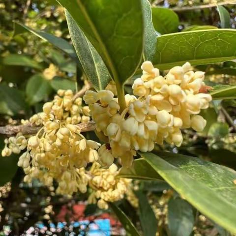 桂花香飘，香满校园-----弘琬博雅书院学校