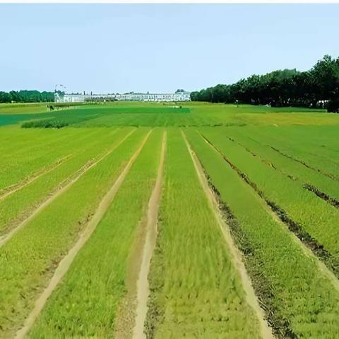 张庆乡： 调研上半年经济运行情况   安排部署下半年工作