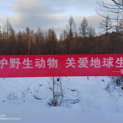 守护山林精灵：青松林场野生动物保护行动