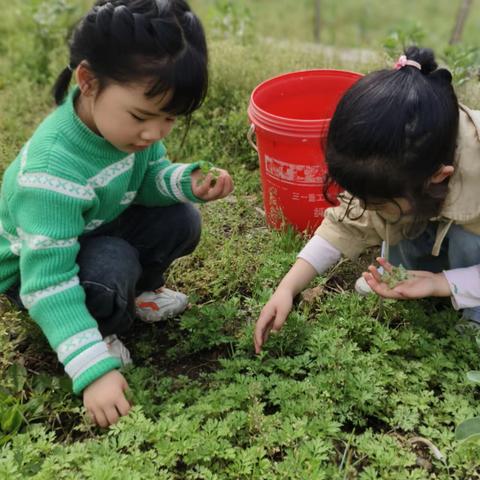 “艾”在春天，浅尝春色——上埠镇第二中心幼儿园大二班食育课程故事