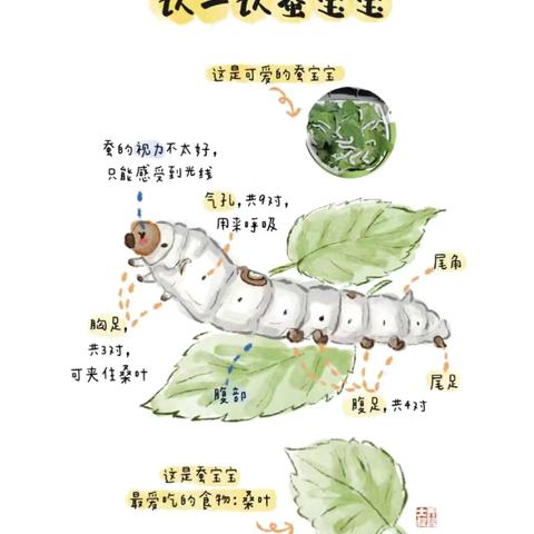 《我的养蚕日记》——苗苗二班班本课程故事