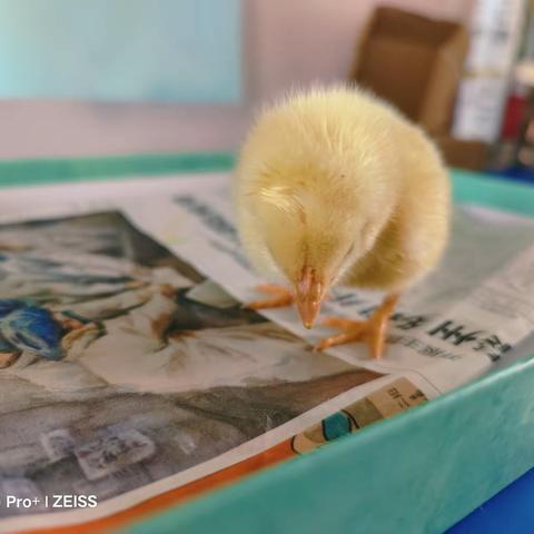 刘家沟镇中心幼儿园小二班六一生成课程《嗨，小鸡🐥》