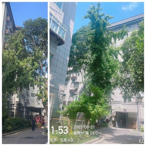 【五星小区】砍伐危树除隐患