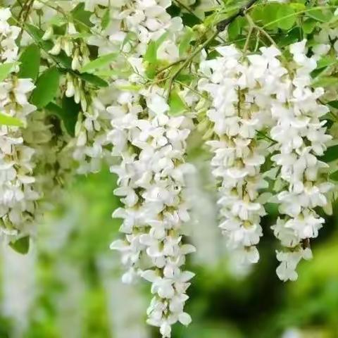 花为媒  迎春回，相约蓝田第七届槐花节，品蓝田宾馆槐花美食