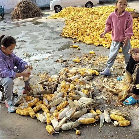 “庆丰收----迎国庆，华龙区实验小学四年级(1)班翟莱芊艺劳动实践活动