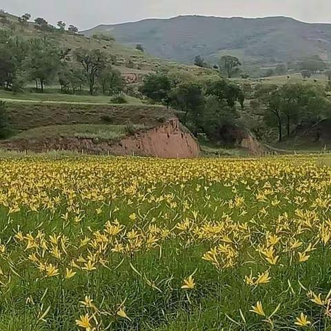 长城脚下忘忧草  百亩黄花致富路