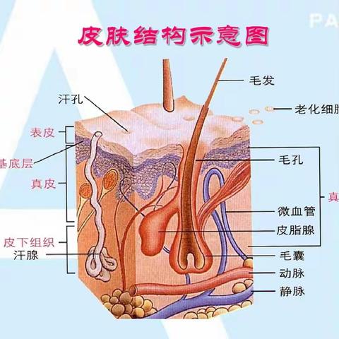 你和你的皮肤是亲人还是陌生人?