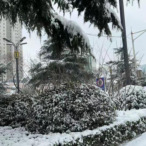 寒晨丰碑照，腊梅励守时