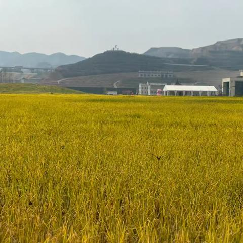 金太阳幼儿园-心向自然 爱满金秋研学旅行